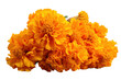 © eclipse - Vibrant orange marigolds close-up on black background, cut out