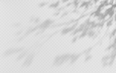 Wall Mural - shadow overlay from a tree branch isolated on a transparent background.