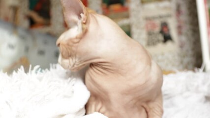 Poster - A domestic cat with green eyes sitting on a bed