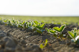 Sojabohnen, Glycine maximus,  Glycine max im Keimblattstduim bis 2-Blattstadium