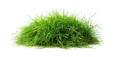 Wall Mural - lush green grass. natural lawn and landscaping concept isolated on transparent background