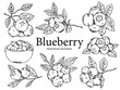 © Thanus - Set of hand drawn blueberry outline drawing illustration 2
