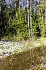 Wall Mural - river in forest with fallen snow on green grass