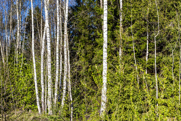 Wall Mural - birch grove in green forest on sunny day