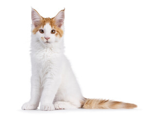 Poster - Cute white with red Maine Coon cat kitten, sitting up side ways. Looking to camera. Isolated on a white background.