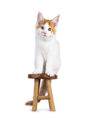 Poster - Cute white with red Maine Coon cat kitten, sitting on little wooden stool. Looking to camera with cute head tilt. Isolated on a white background.