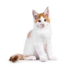 Poster - Cute white with red Maine Coon cat kitten, sitting up side ways. Looking beside camera with cute head tilt. Isolated on a white background.