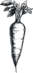 Poster - Black and white sketch of a carrot with detailed leaves, vintage style art. Vector illustration