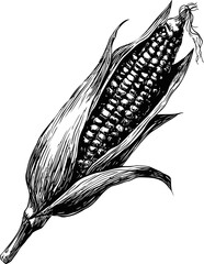 Poster - Detailed black and white illustration of corn with husk. Vector illustration