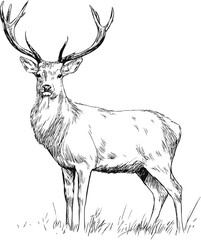 Poster - Detailed black and white illustration of a standing deer with antlers. Vector illustration