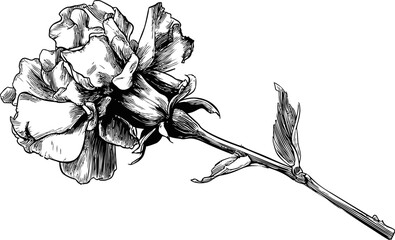 Poster - Detailed black and white rose illustration with intricate lines. Vector illustration