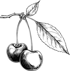 Poster - Detailed black and white illustration of cherries on a branch with leaves. Vector illustration