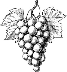 Poster - Detailed black and white sketch of a grape bunch with leaves and fine lines. Vector illustration