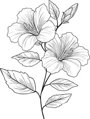 Poster - Hibiscus flowers with detailed line art, botanical illustration. Vector illustration