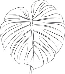 Aufkleber - Line art drawing of a monstera leaf in black and white, botanical illustration. Vector illustration