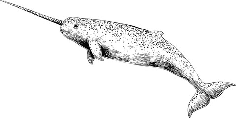 Aufkleber - Black and white drawing of a narwhal with detailed textures, conceptual art. Vector illustration