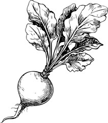 Poster - Detailed black and white illustration of a beetroot with leaves, artistic drawing. Vector illustration