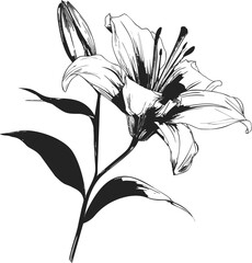 Poster - Black and white illustration of a blooming lily with leaves in fine detail. Vector illustration