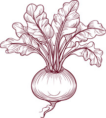 Poster - Illustration of a beetroot with detailed leaves in red outline sketch. Vector illustration
