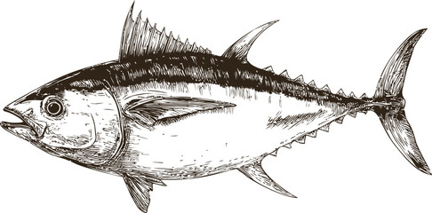 Poster - Sketch of a detailed tuna fish with sharp fins in a realistic style. Vector illustration