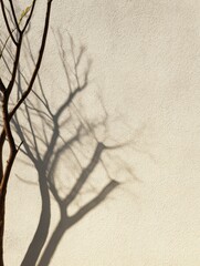 Poster - Shadow of a bare tree branch cast on a textured wall during golden hour, creating a serene atmosphere