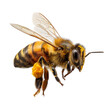 © 원미 김 - bee on white background