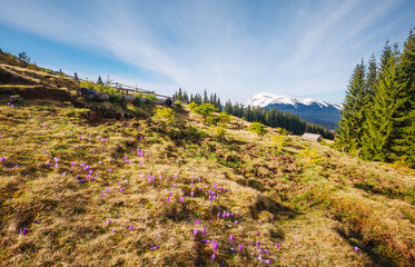 Poster - Snow-capped mountains under a clear blue sky. Carpathian mountains, Ukraine, Europe.