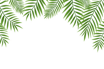 Palm tree branches top border. Gradient green palm trees leaves, tropical frame on white background