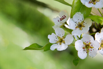 Canvas Print - a close-up of a beautiful pear tree blossom on a bright green background