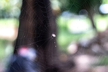 spider web with dew