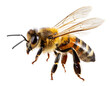 © Abhi - Honey bee mid-flight with wings spread, detailed wings and fuzzy texture, isolated PNG