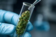 © ณภัทร วงค์มาวิวัฒน์ - Scientific cannabis analysis: Detailed laboratory shot captures a close-up of a gloved hand carefully extracting and analyzing cannabis in a glass test tube. It's a sterile, medical, professional.