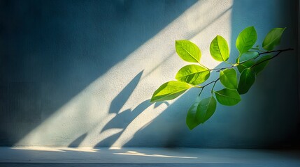 Poster - A sunlit scene with fresh green leaves against a blue textured wall. The light creates a calming and natural atmosphere, perfect for backgrounds or product displays, evoking tranquility and growth.