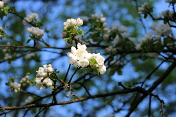 Aufkleber - White blossoms on tree branches against blue sky.