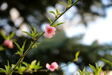 Poster - Pink blossoms on branches against blue sky.