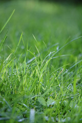 Poster - Grassy area with dew droplets on blades of grass.
