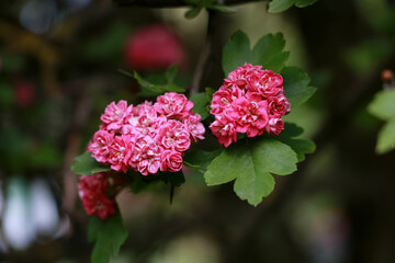 Aufkleber - Pink flowers on green leaves in the foreground. Crataegus