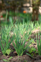 Poster - A garden bed filled with young plants, possibly garlic or onions, in neat rows.