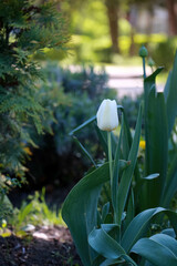 Poster - A single yellow flower blooming in the garden.