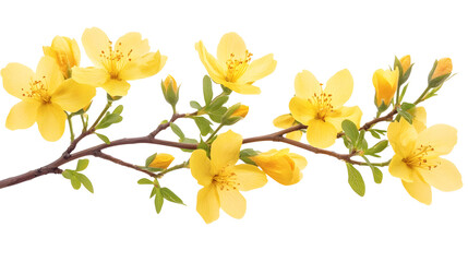 Wall Mural - branch with bright yellow flowers and buds, cut out transparent