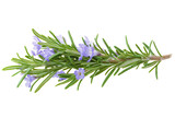 A single sprig of rosemary with small purple flowers and green leaves on a black background is focused