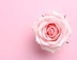 © Bagas - A single, pale pink rose blossoms against a matching background