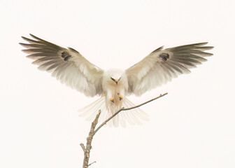 Wall Mural - White-tailed Kite adult (elanus leucurus) landing, photo taken in Northern California 