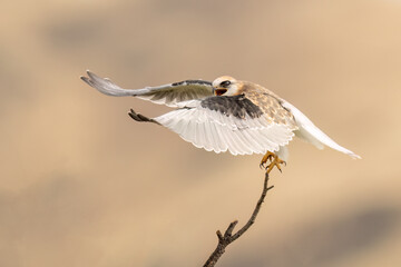 Wall Mural - White-tailed Kite Juvenile (Elanus leucurus) taking flight in Northern California