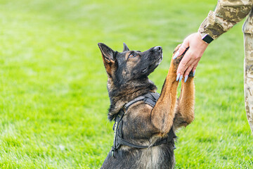 Fototapete - military personnel interacting with a german shepherd dog outdoors, both in camouflage attire dog is