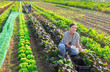 © JackF - Girl works in farmers field and harvests leaves mustard salad, cuts fresh and juicy mustard leaf sprout sprig. Growing crops for sale in local supermarkets and greengrocers shops.