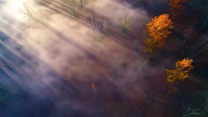 Wall Mural - light of sun with sunbeam in foggy forest in autumn nature