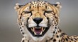 © Fatima - Close-up of laughing cheetah showing teeth in expressive portrait on neutral background