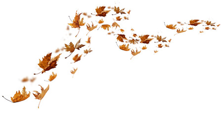 Wall Mural - leaf leaves isolated autumn winter season background falling fall platanus tree wid air w