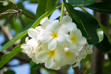 Wall Mural - White Frangipani flower Plumeria alba with green leaves